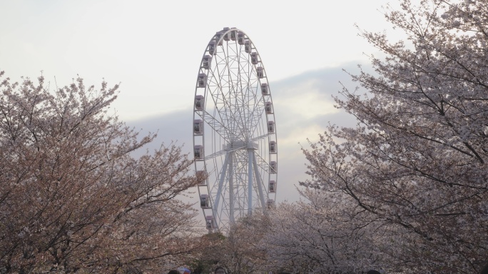 （8K）上海顾村公园樱花摩天轮意境实拍