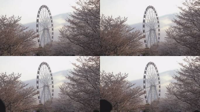 （8K）上海顾村公园樱花摩天轮意境实拍