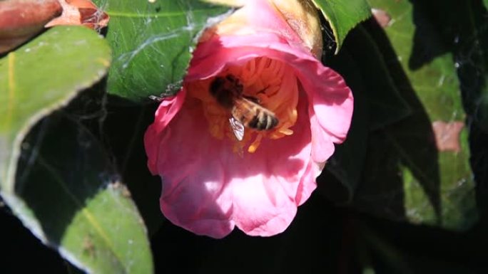 蜜蜂盘旋在粉红色花朵上收集花粉的慢动作宏观视频