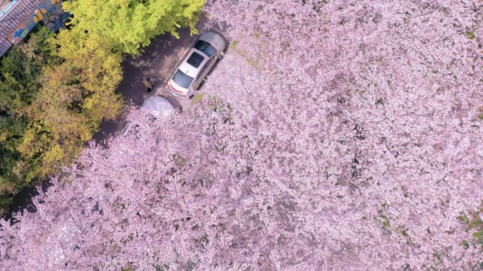 无锡市中心樱花4K航拍特写