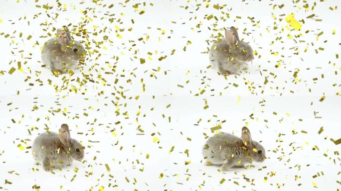 白色背景上金色五彩纸屑掉落的小可爱灰兔动画