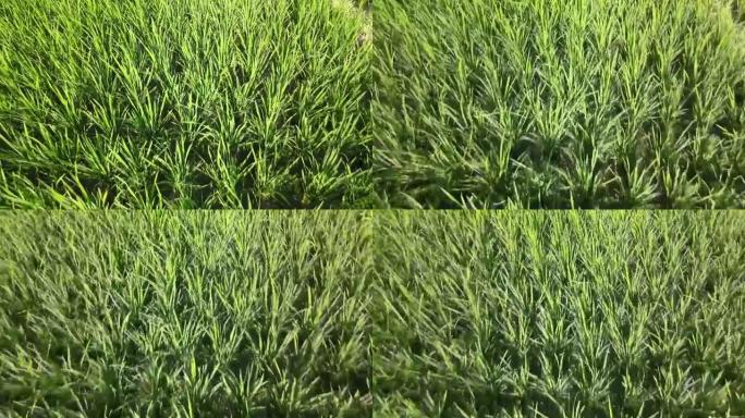 4k稻田顶拍农业绿色背景