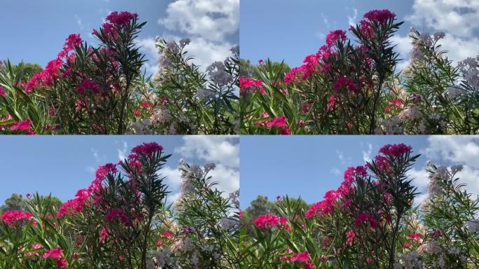 粉红色和白色夹竹桃杜鹃花在湛蓝的夏日天空下。美丽明亮的夹竹桃灌木丛在热带花园中抵御蓝色的天堂。