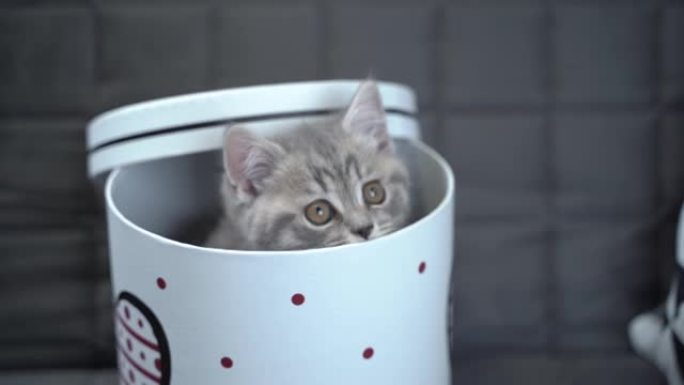 可爱的猫孩子灰色苏格兰直品种的形式的礼物在盒子里，心脏在家里。虎斑小猫在沙发上玩礼品包装。宠物青年最