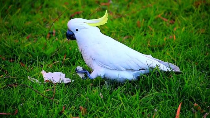 在澳大利亚新南威尔士州悉尼郊区公园的草地上，硫黄色凤头鹦鹉以一块面包为食