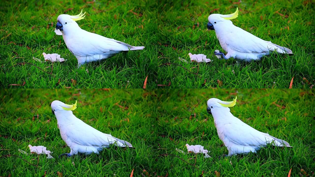 在澳大利亚新南威尔士州悉尼郊区公园的草地上，硫黄色凤头鹦鹉以一块面包为食