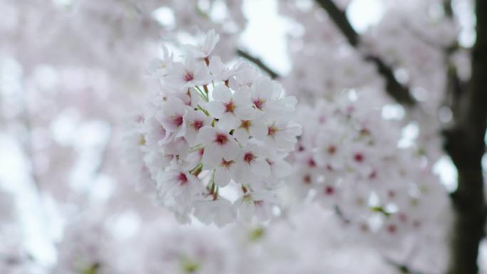 唯美的樱花空镜