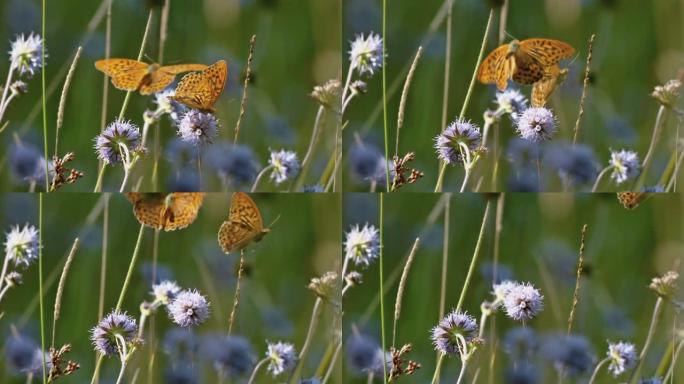 斑点蛾或土地测量员 (几何) 是蝴蝶的广泛家族。翅膀上的棕色斑点大小变化很大，有些标本看起来几乎是黄