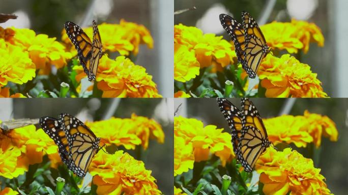 黑脉金斑蝶(Danaus plexippus)是一种简单的乳草蝴蝶，也叫普通的老虎，流浪者，和亮橙色