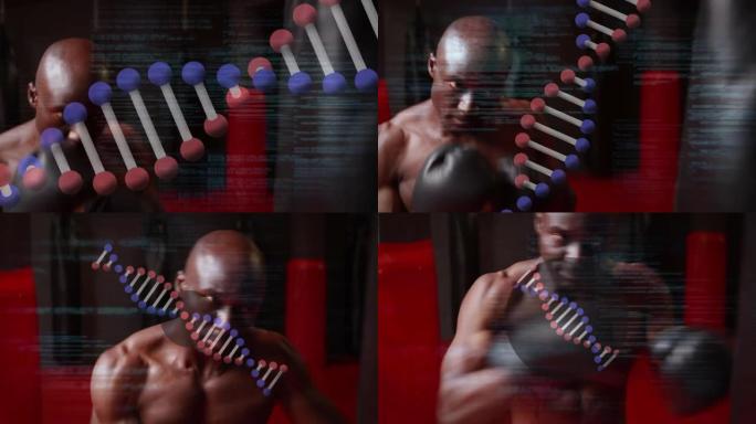 旋转dna链的数字接口动画和拳击手训练中的数据处理