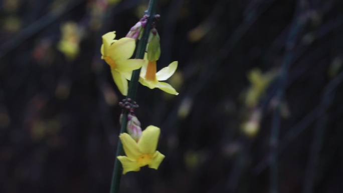 春天的花  春日桃花