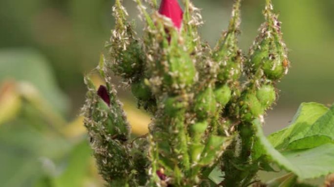 玫瑰幼芽上的蚜虫，特写。
