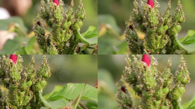 玫瑰幼芽上的蚜虫，特写。