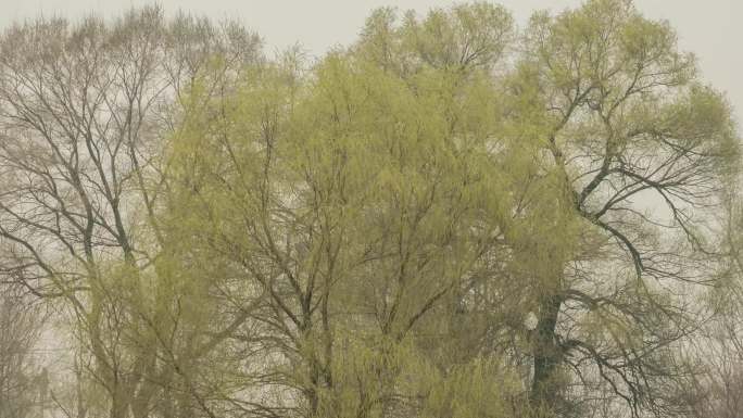树木蒲草芦苇春季干燥雾霾扬沙浮尘大风