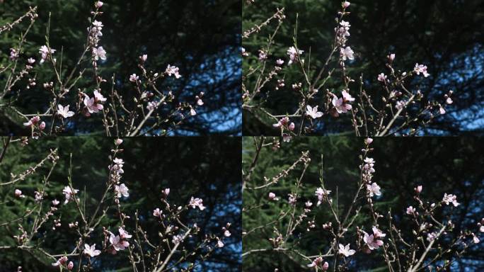 春天的花  春日桃花