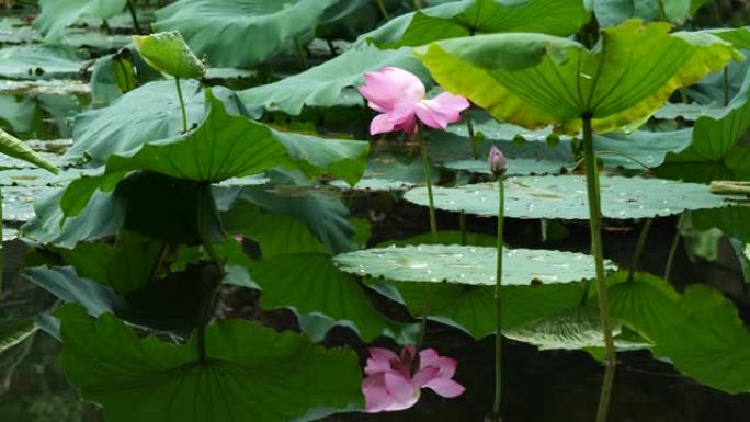 池塘里美丽的粉色莲花，水中有倒影，4k慢动作镜头。
