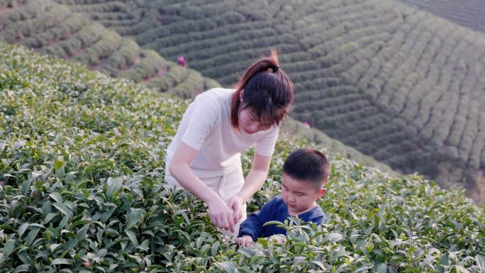 4K春天户外茶山妈妈和儿子采摘茶叶