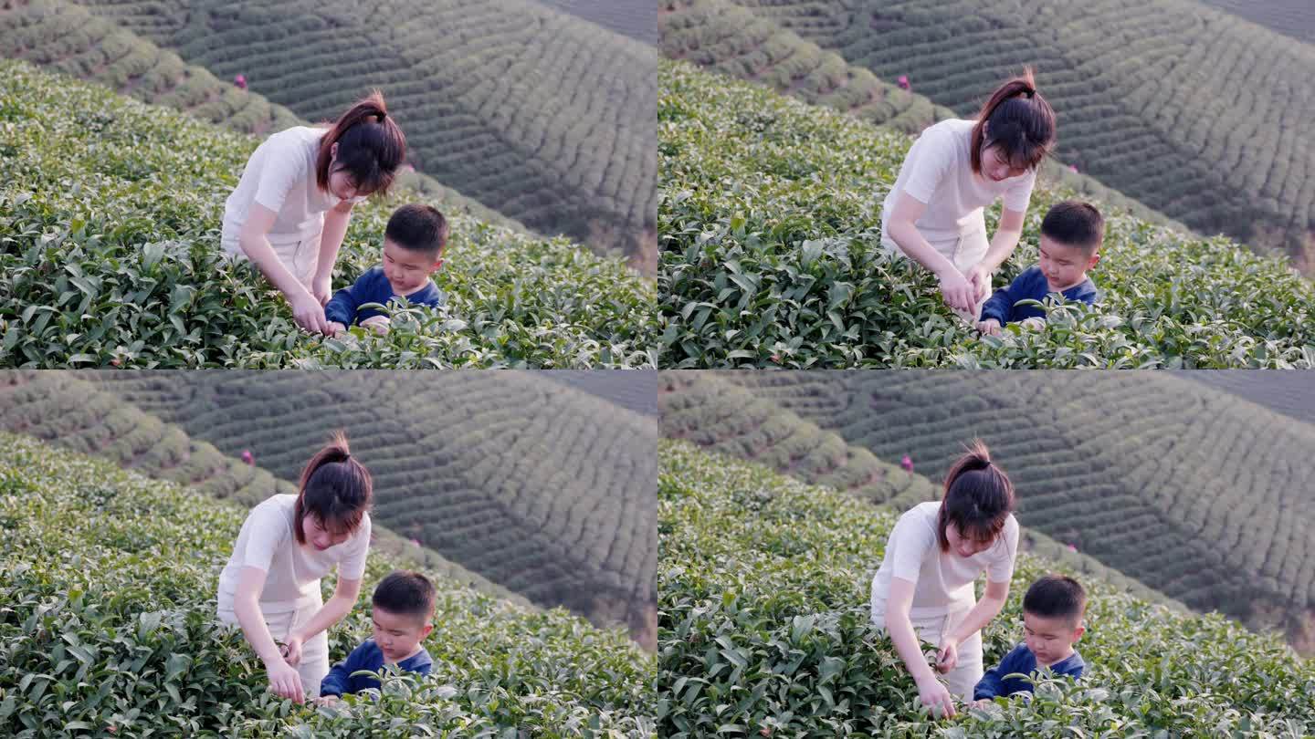 4K春天户外茶山妈妈和儿子采摘茶叶