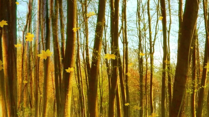 10K浪漫的秋天的树林