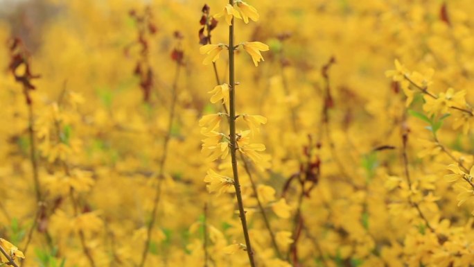 连翘花