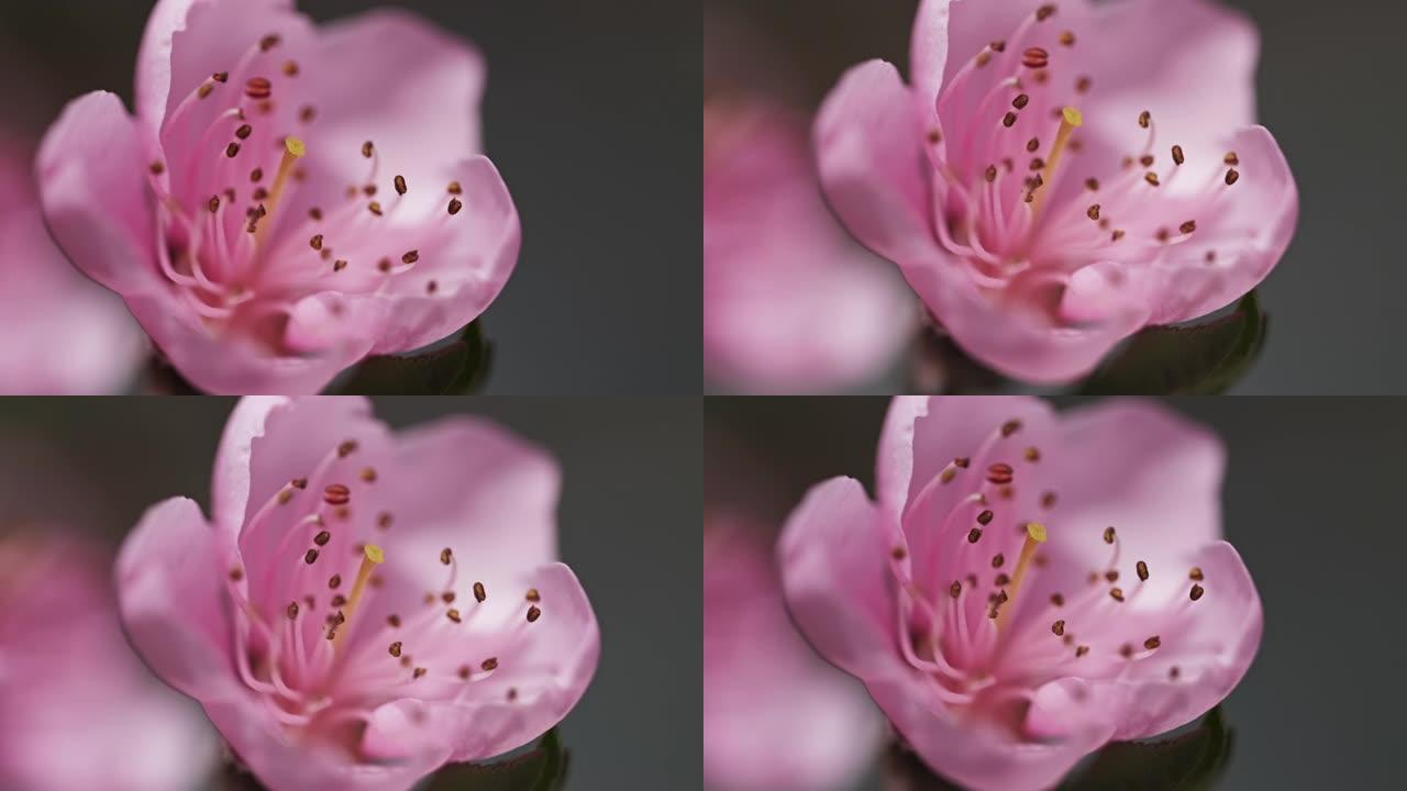 春天的桃树花
