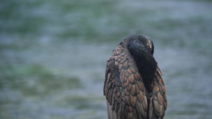 4k-雨中的漓江 鸬鹚