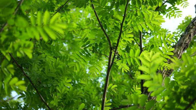 夏日唯美树叶