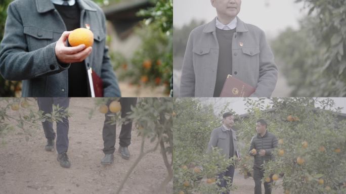 村干部视察果树乡村振兴橘子种植