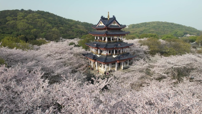 原创 江苏无锡太湖鼋头渚樱花谷航拍风光