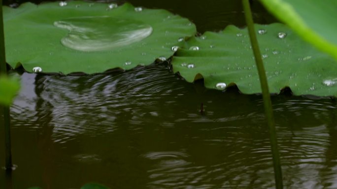 荷花摇曳在风雨之中清秀可爱惊艳了谁的时光