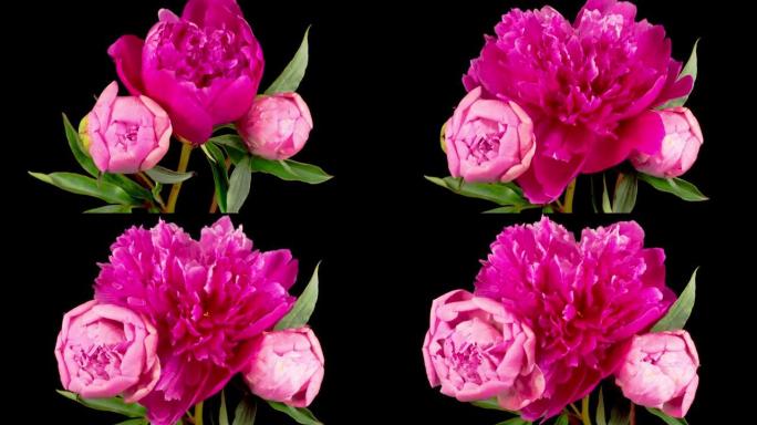 打开三朵美丽的粉红色牡丹花的时光流逝