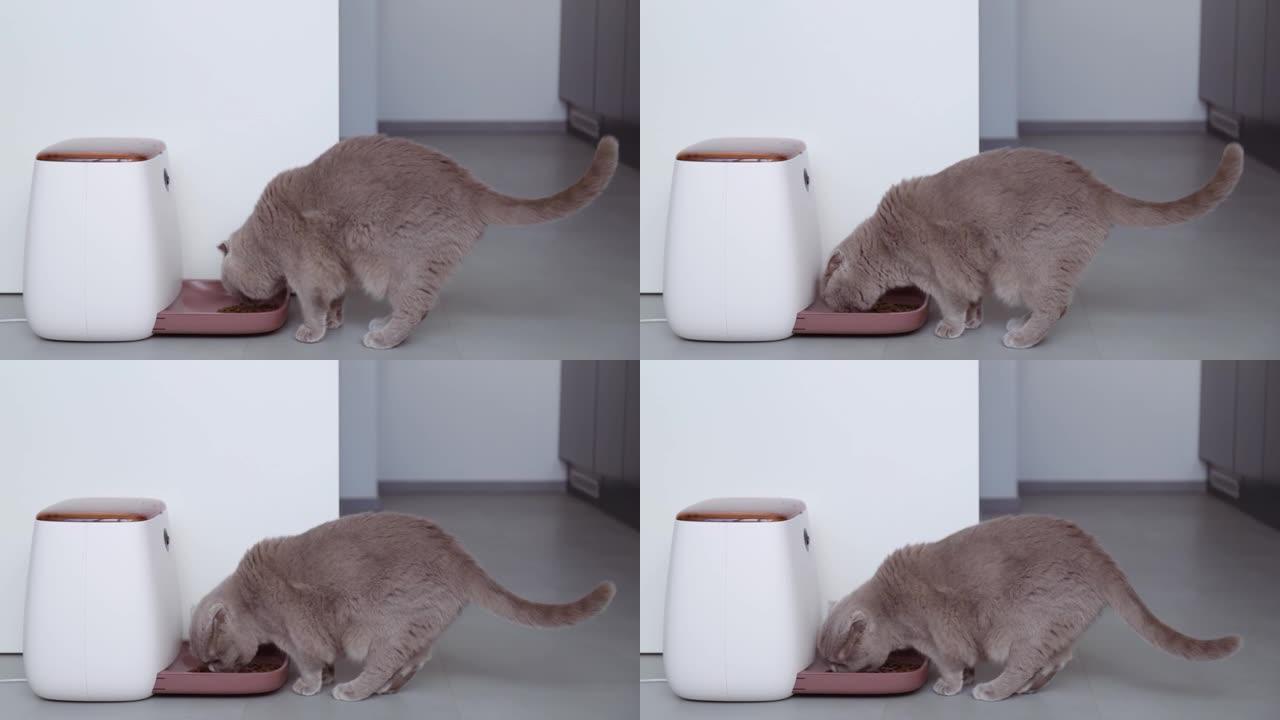 灰猫吃自动猫粮喂食器的食物。