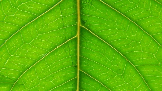 绿叶与纹理和图案宏特写。
