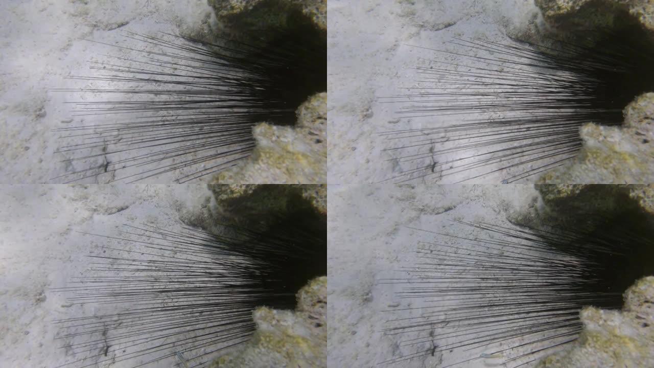 从浅水珊瑚下突出的海胆针的特写镜头。黑长棘海胆或长棘海胆 (Diadema setosum)