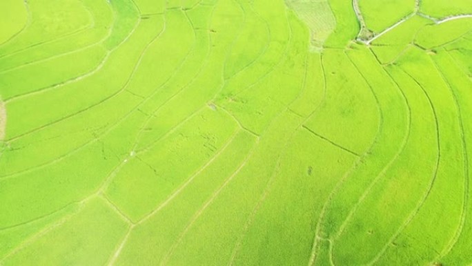越南的绿色水稻梯田，在朗森 (Lang Son)，朝着Bac Son，在阳光下的一天中，无人驾驶飞机