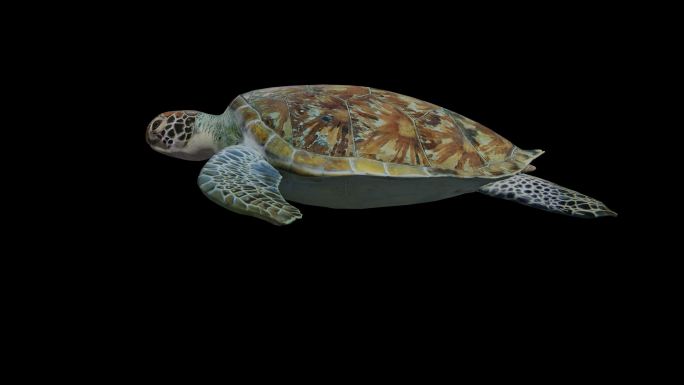 海龟动作1