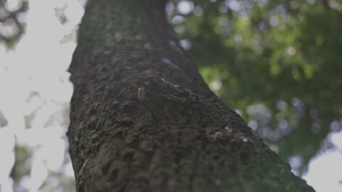 树林里安静夏日禅意树上蝉息境界