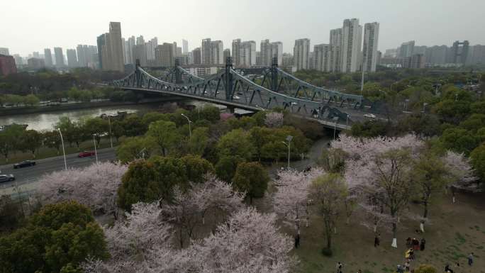 原创 无锡友好园樱花航拍城市风光