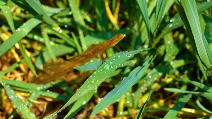 雨水麦苗，植物，下雨润泽万物