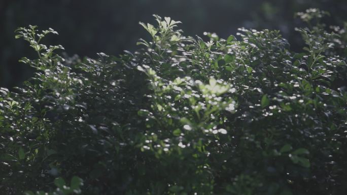 夏天阳光照射下树叶随风飘动特写空镜