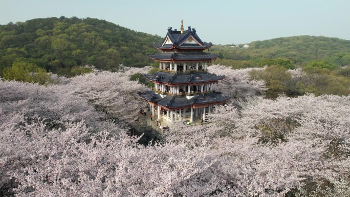 原创 江苏无锡太湖鼋头渚樱花谷航拍风光