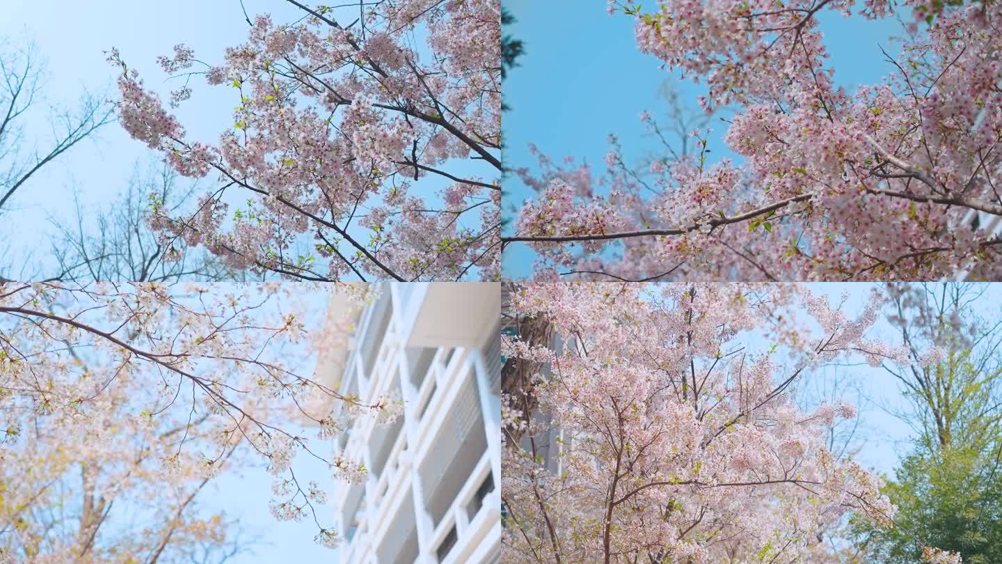 樱花  4K视频素材
