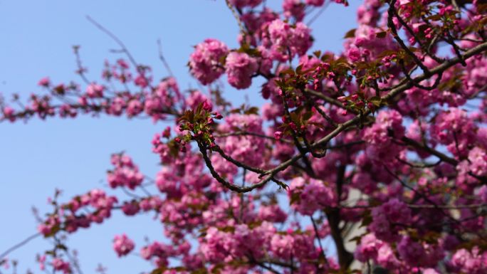 樱花花朵含苞未放特写