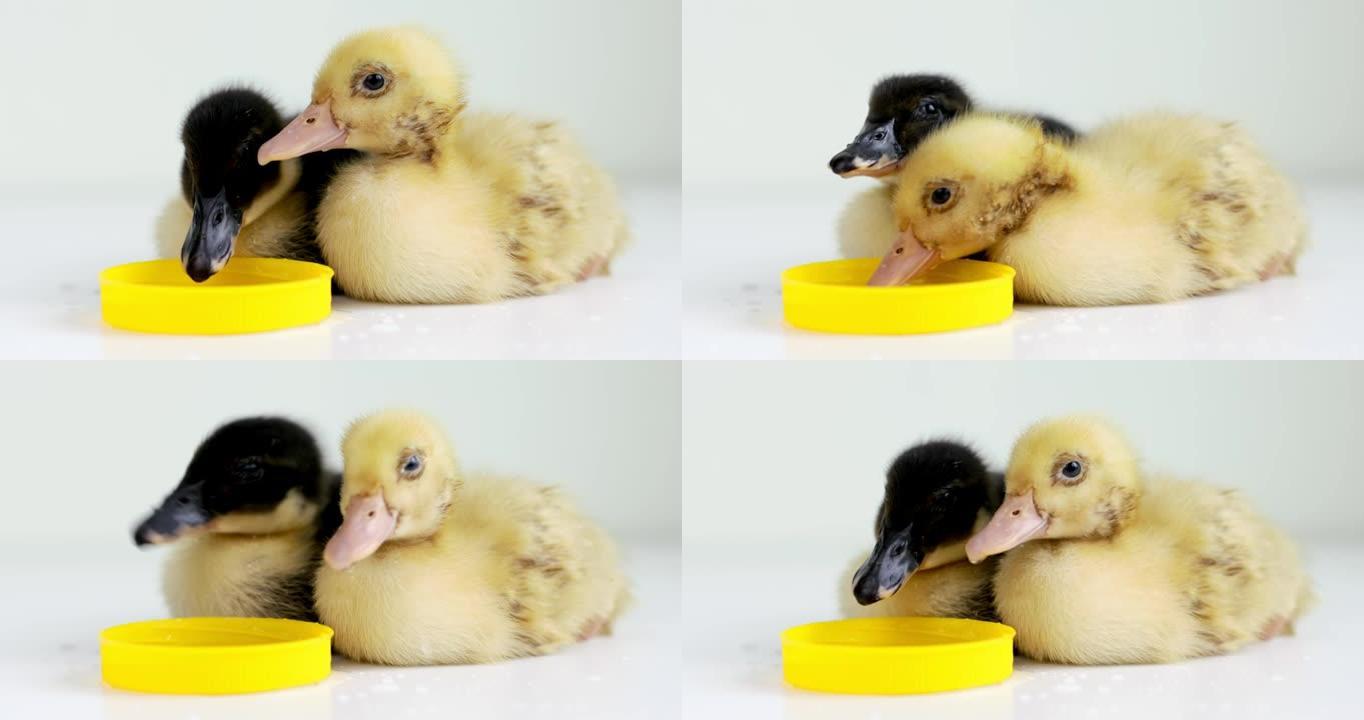两只可爱的小鸭从白色背景上的黄色碗里喝点水。