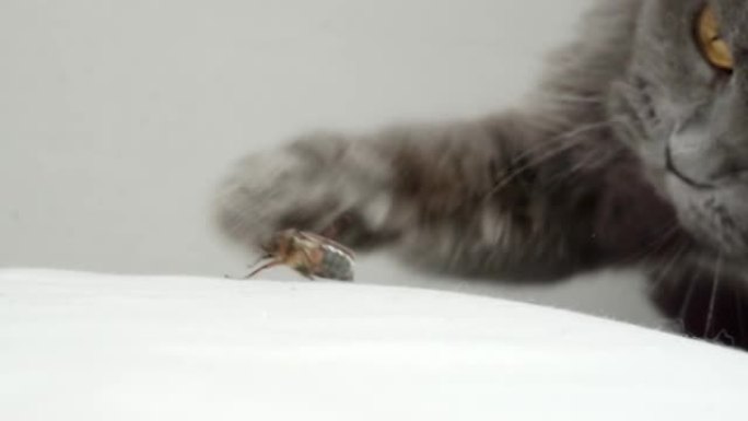 猎杀甲虫时猫的情绪