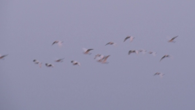 暮色中成群飞过的白鹭