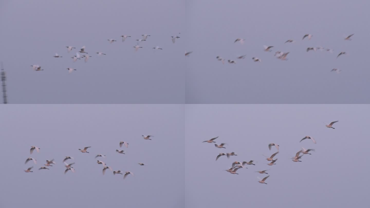 暮色中成群飞过的白鹭