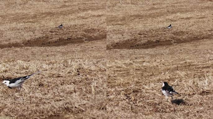 小鸟白鹡鸰在草地觅食
