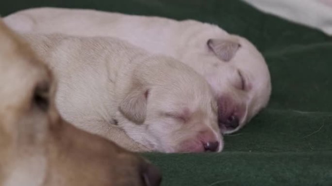 新生拉布拉多幼犬睡觉