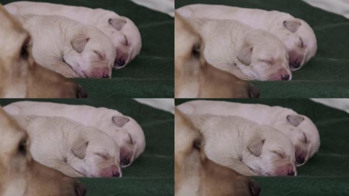 新生拉布拉多幼犬睡觉